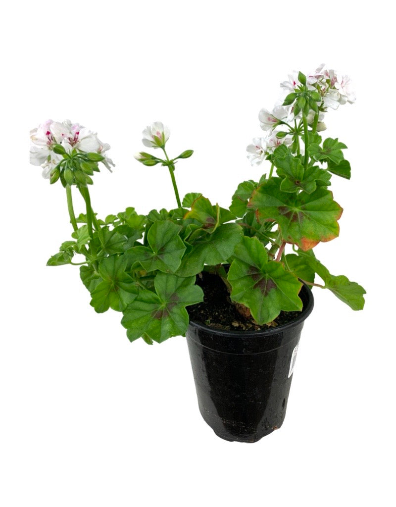Ivy Geranium 'Precision White Red Eye'