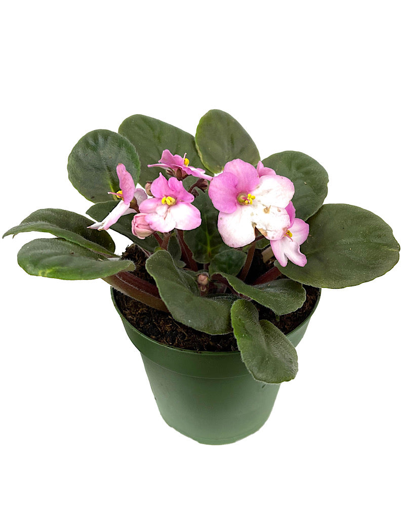 Saintpaulia ionantha