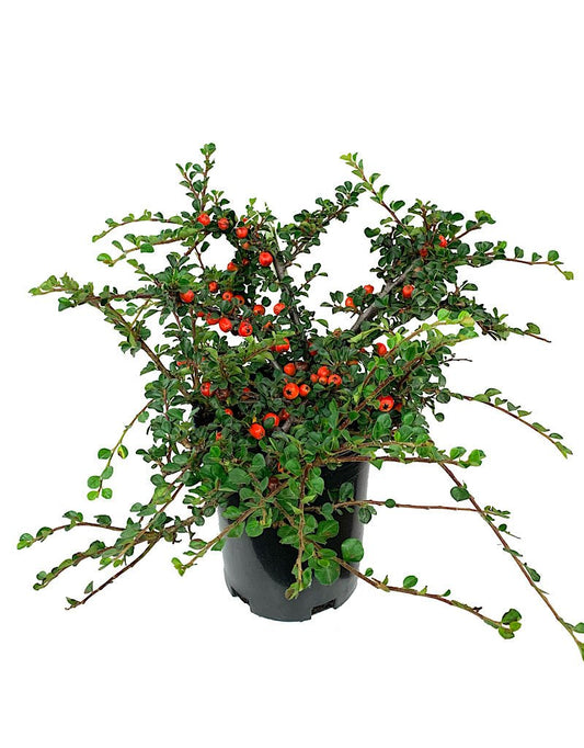 Cotoneaster apiculatus 'Cranberry' 1 Gallon - The Garden Corner