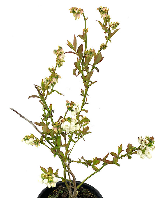 Vaccinium corymbosum Blueberry 'Patriot' 1 Gallon