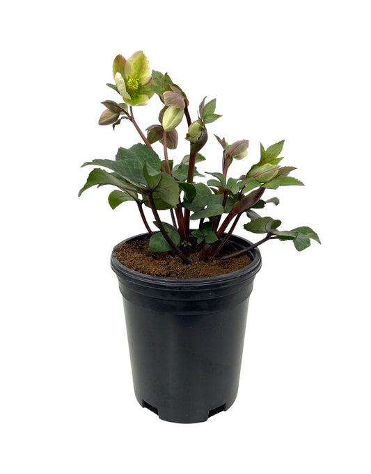 Helleborus 'Ivory Prince' - The Garden Corner