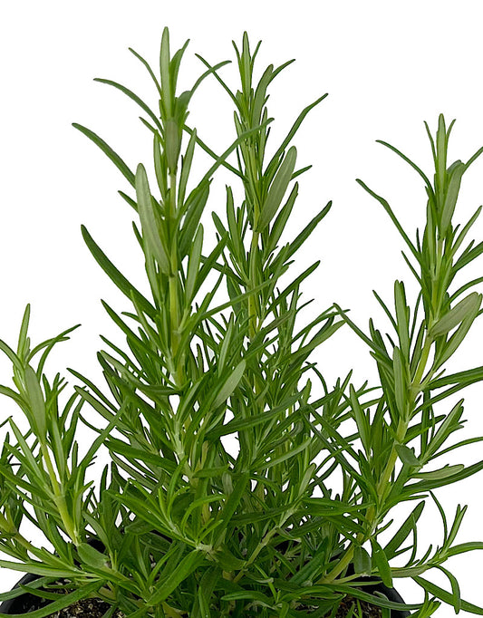 Rosmarinus officinalis 'Barbecue' 1 Gallon