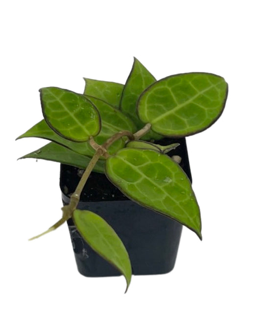 Hoya parasitica 'Black Margin' 2 Inch - The Garden Corner