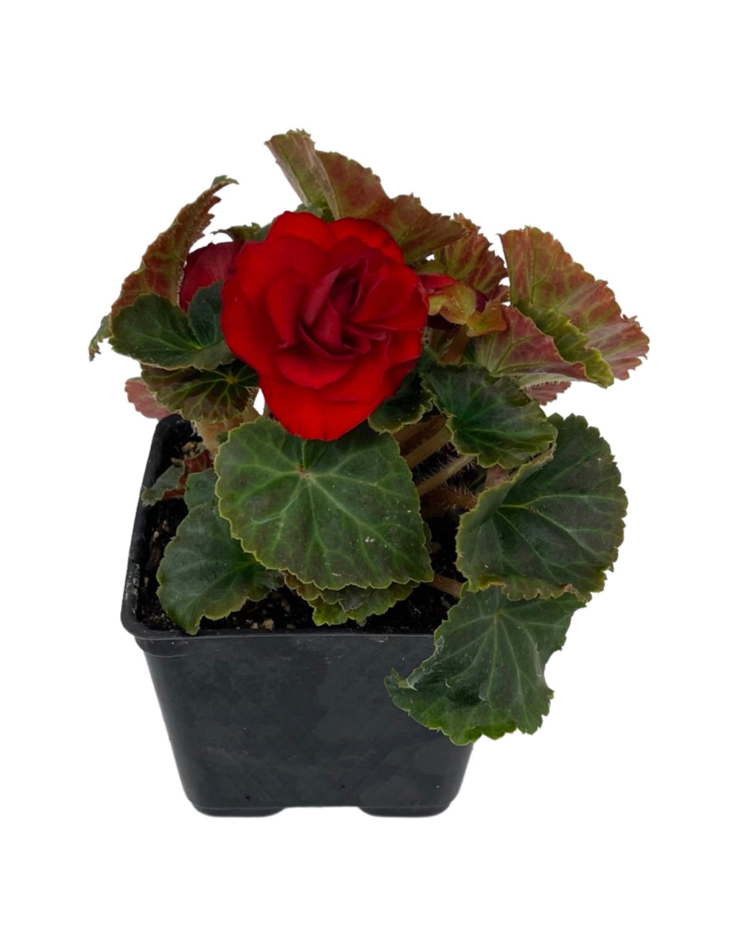 Begonia 'Nonstop Mocca Scarlet'