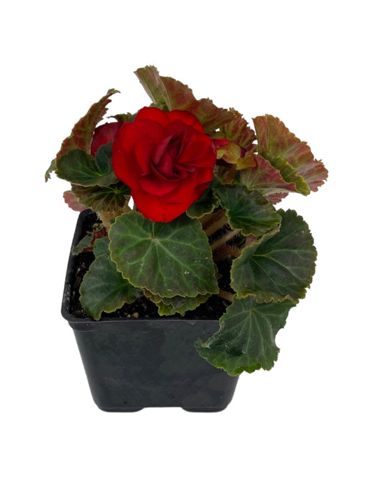 Begonia 'Nonstop Mocca Scarlet'