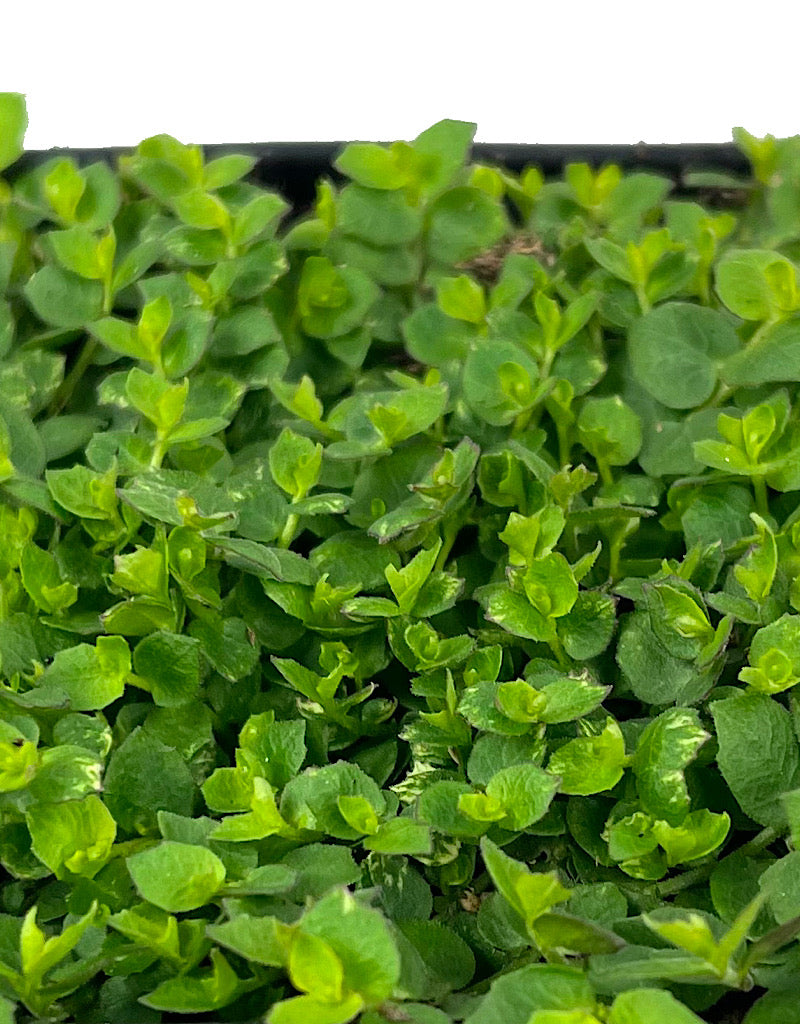 Laurentia fluviatilis