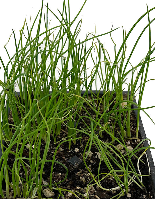Onion 'Yellow Sweet Spanish'