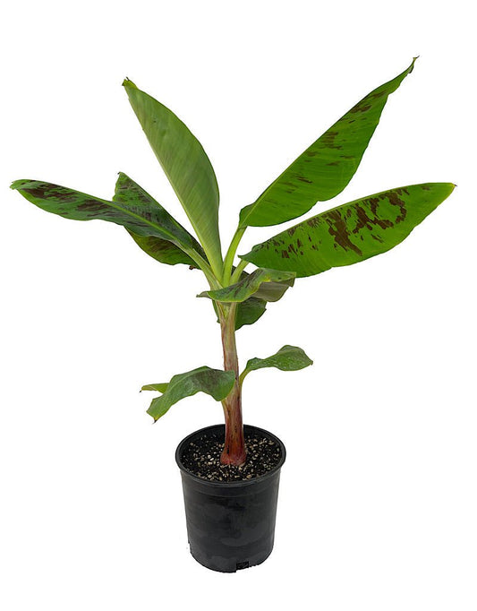 Musa 'Zebrina Rojo' 2 Gallon - The Garden Corner