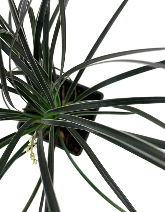 Ophiopogon planiscapus 'Edge of Night'