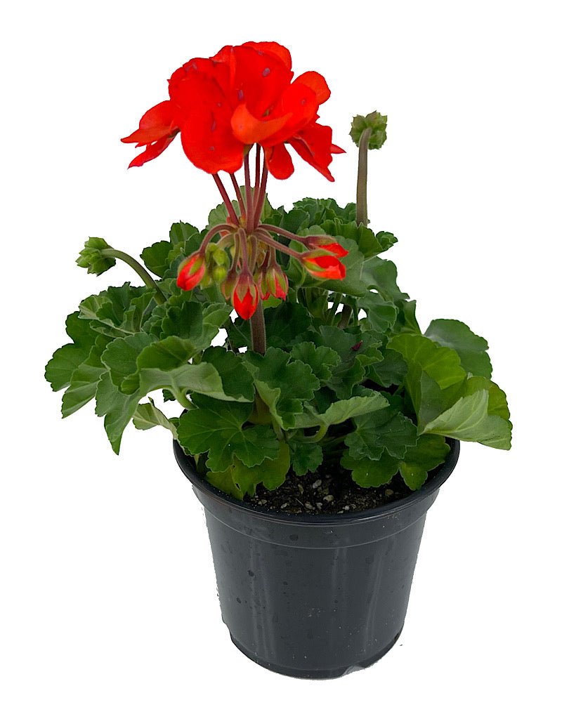 Geranium Presto Geranium Zonal 'Presto Orange' – The Garden Corner
