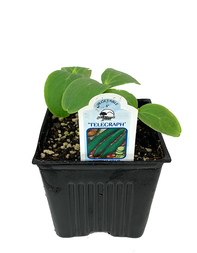 Cucumber 'Telegraph English'  4 Inch