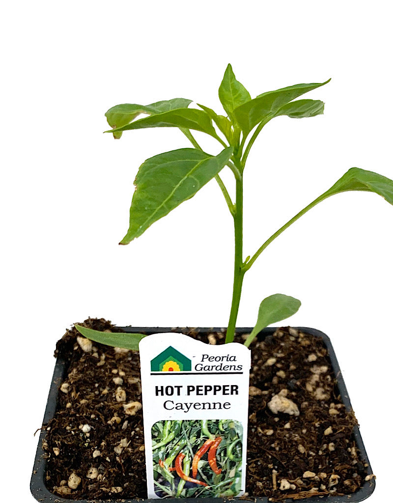 Pepper 'Cayenne'