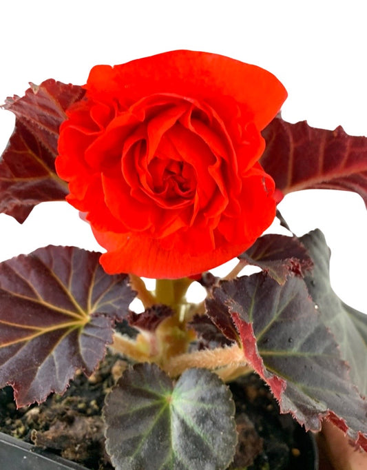 Begonia 'Nonstop Mocca Orange'