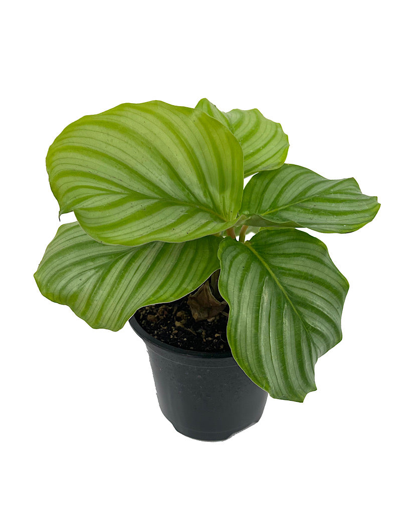 Calathea orbifolia