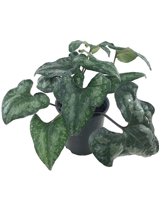 Asarum s. 'Quicksilver' Quart - The Garden Corner