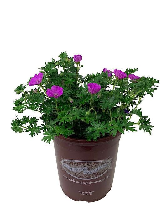 Geranium 'Max Frei' 1 Gallon - The Garden Corner