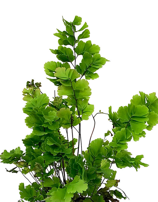 Adiantum tenerum 'Bicolor' Quart