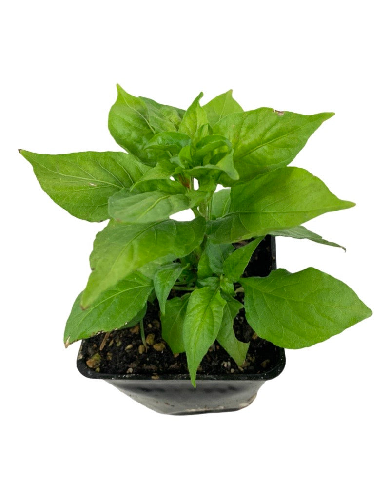 Pepper 'Ghost'
