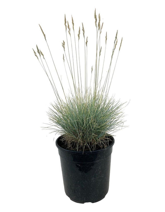 Festuca glauca 'Boulder Blue' 1 Gallon - The Garden Corner