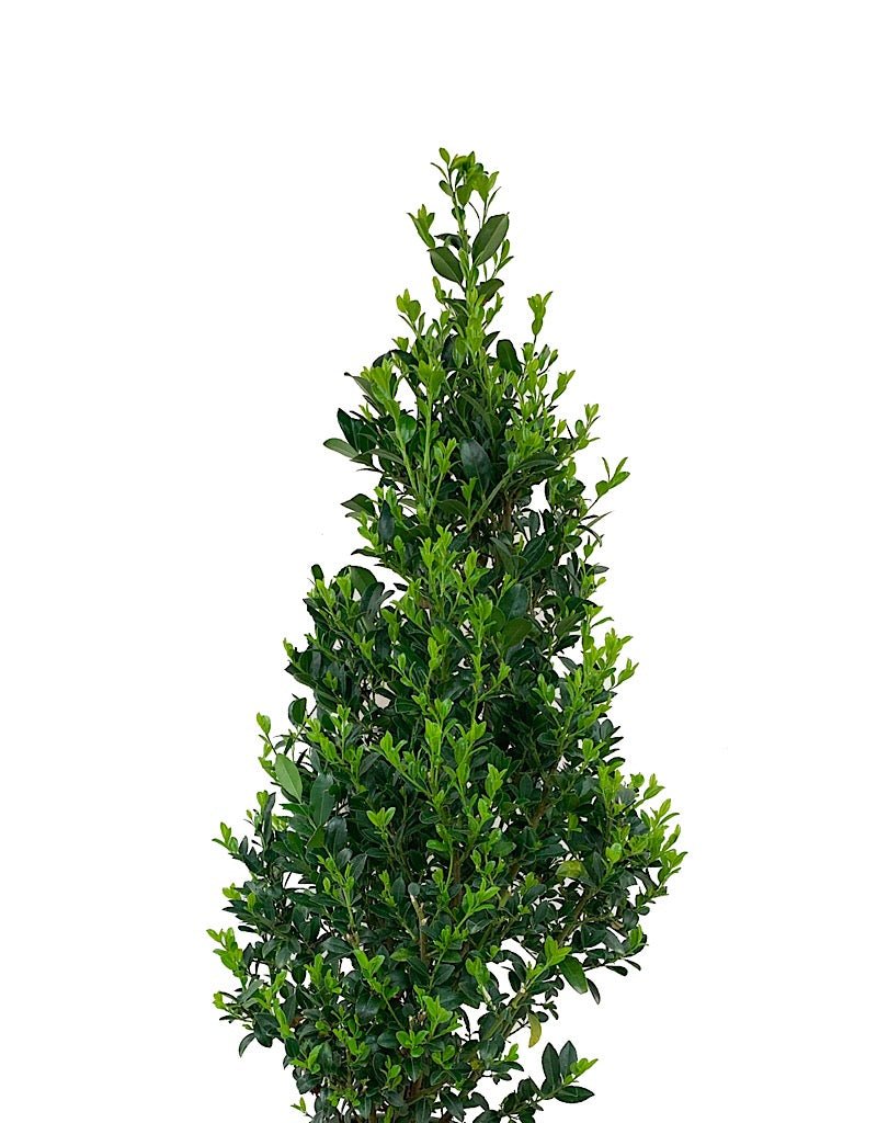 Ilex x 'RutHol1' 2 gal - The Garden Corner