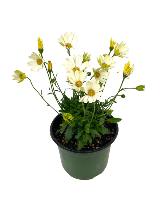 Osteospermum 'Voltage White' 6 Inch