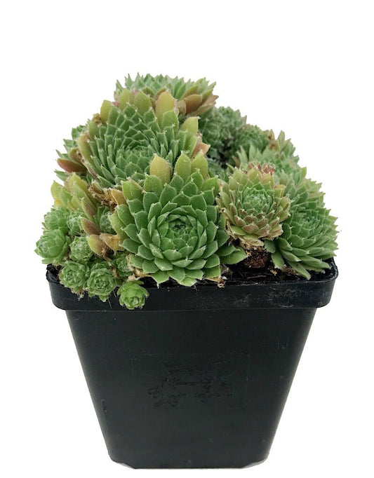 Sempervivum 'Red Nails' 4 inch - The Garden Corner