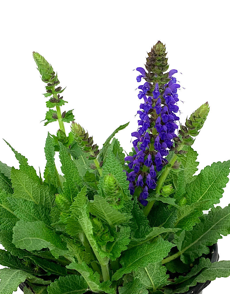 Salvia nemorosa 'April Night' 1 Gallon