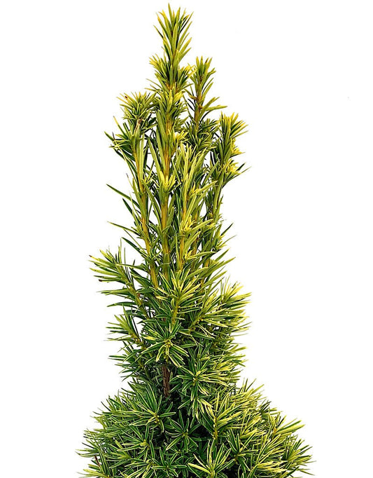 Taxus baccata 'Stricta Aurea' 1 Gallon - The Garden Corner