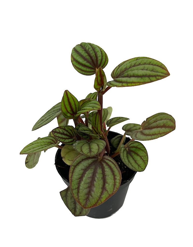 Peperomia 'Piccolo Banda'