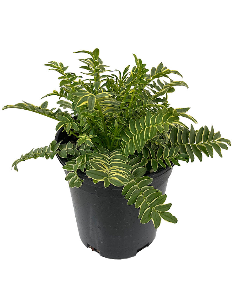 Polemonium 'Brise d'Anjou'