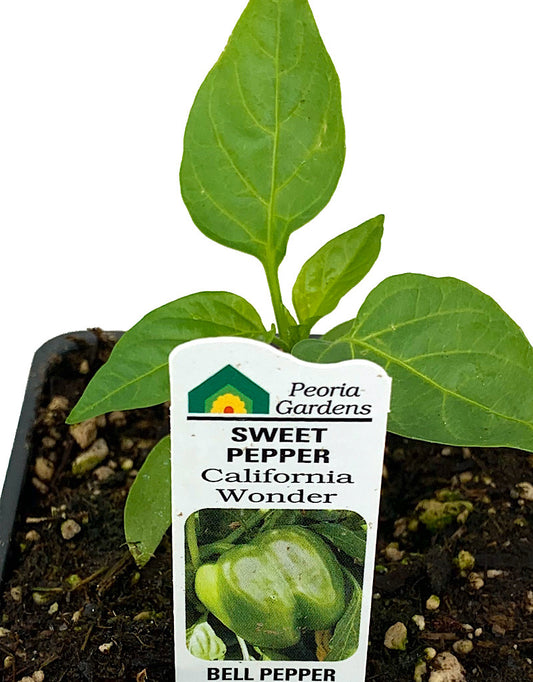 Pepper 'California Wonder'