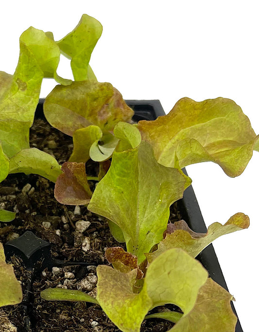 Lettuce 'Red Sails' Jumbo Traypack