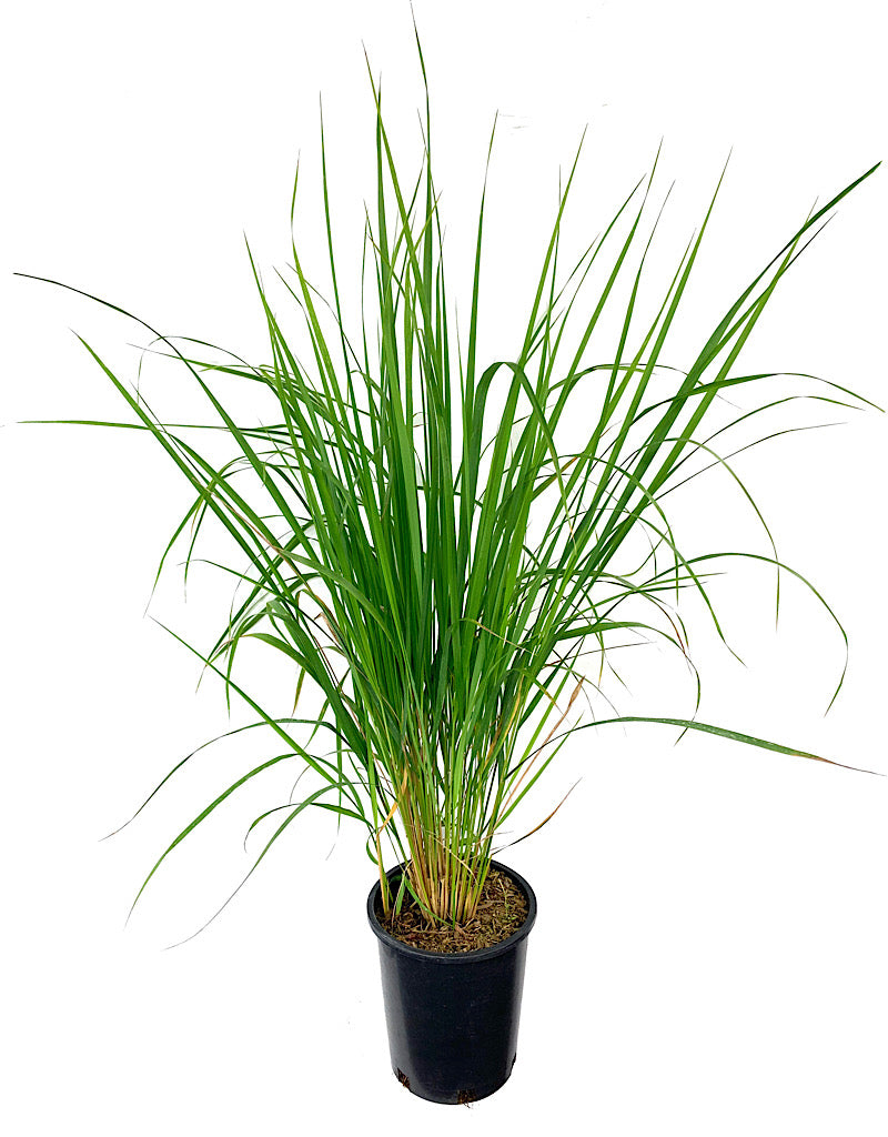 Calamagrostis x acutiflora 'Karl Foerster'
