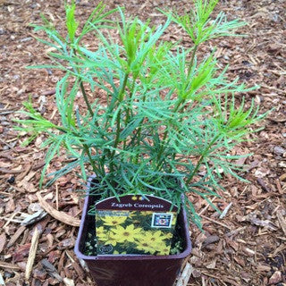 Coreopsis 'Zagreb' 4 inch