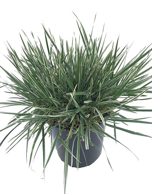 Arrhenatherum elatius bulbosum 'Variegatum' 1 Gallon - The Garden Corner