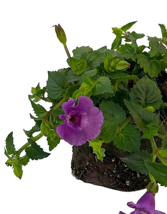 Torenia 'Summer Wave Large Amethyst' 4 Inch - The Garden Corner