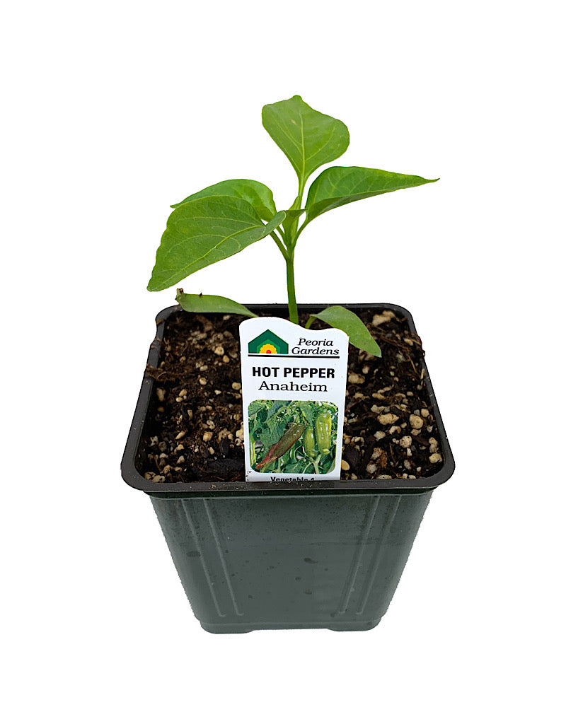 Pepper 'Anaheim'