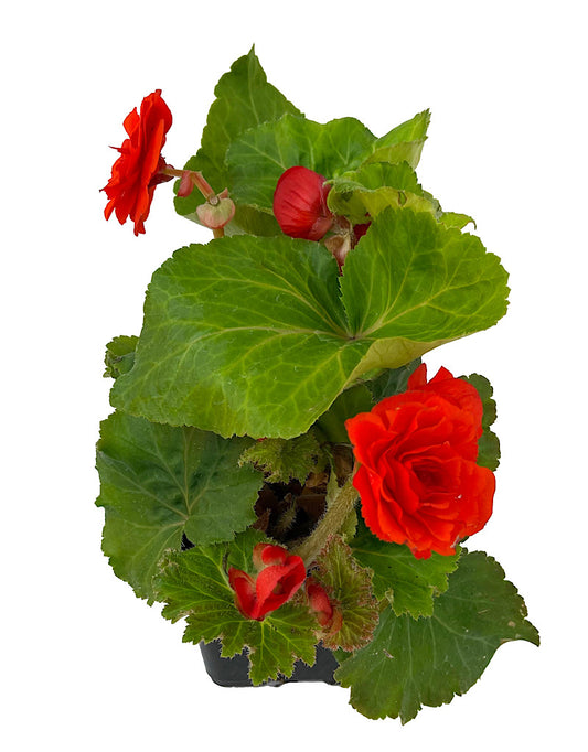 Begonia 'Nonstop Orange'