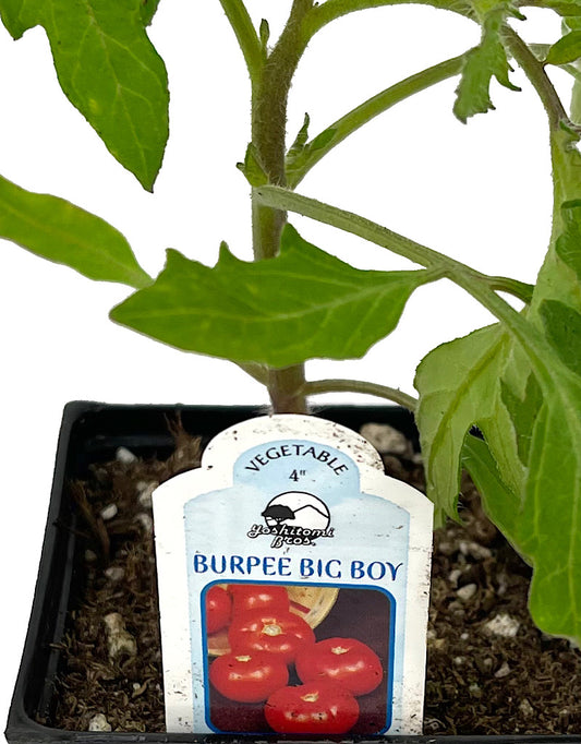 Tomato 'Burpee's Big Boy'