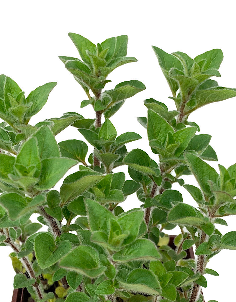 Oregano 'Dark Leaf'