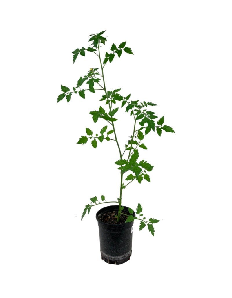 Tomato 'Sun Sugar' - Herbs and Vegetables