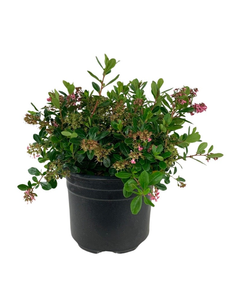 Escallonia 'Fradesii'
