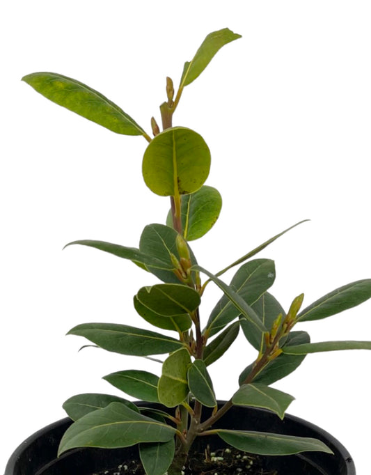 Laurus nobilis