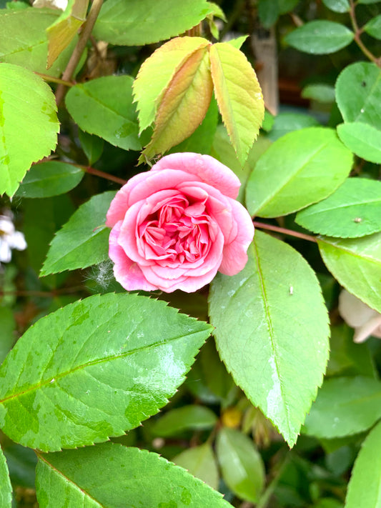 Rosa x 'Cecile Brunner'