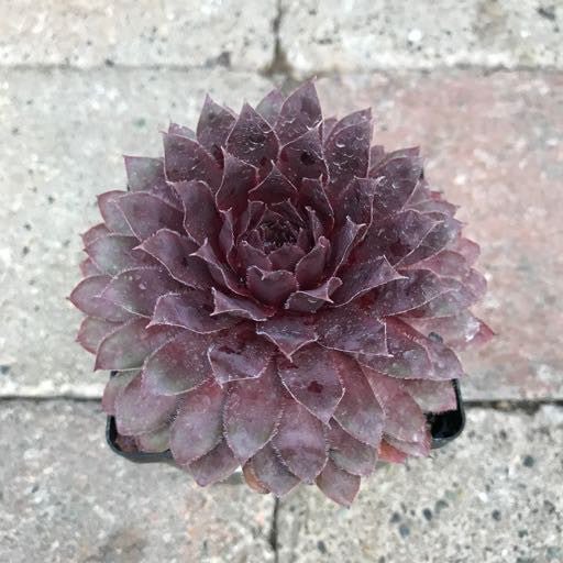 Sempervivum 'Royal Ruby' 4 inch - The Garden Corner
