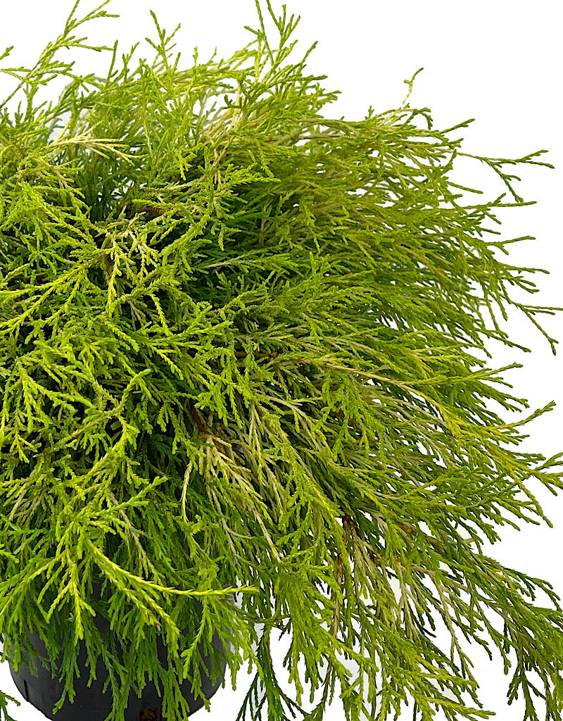 Chamaecyparis pisifera 'Golden Mop' 1 Gallon